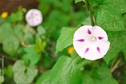 flores