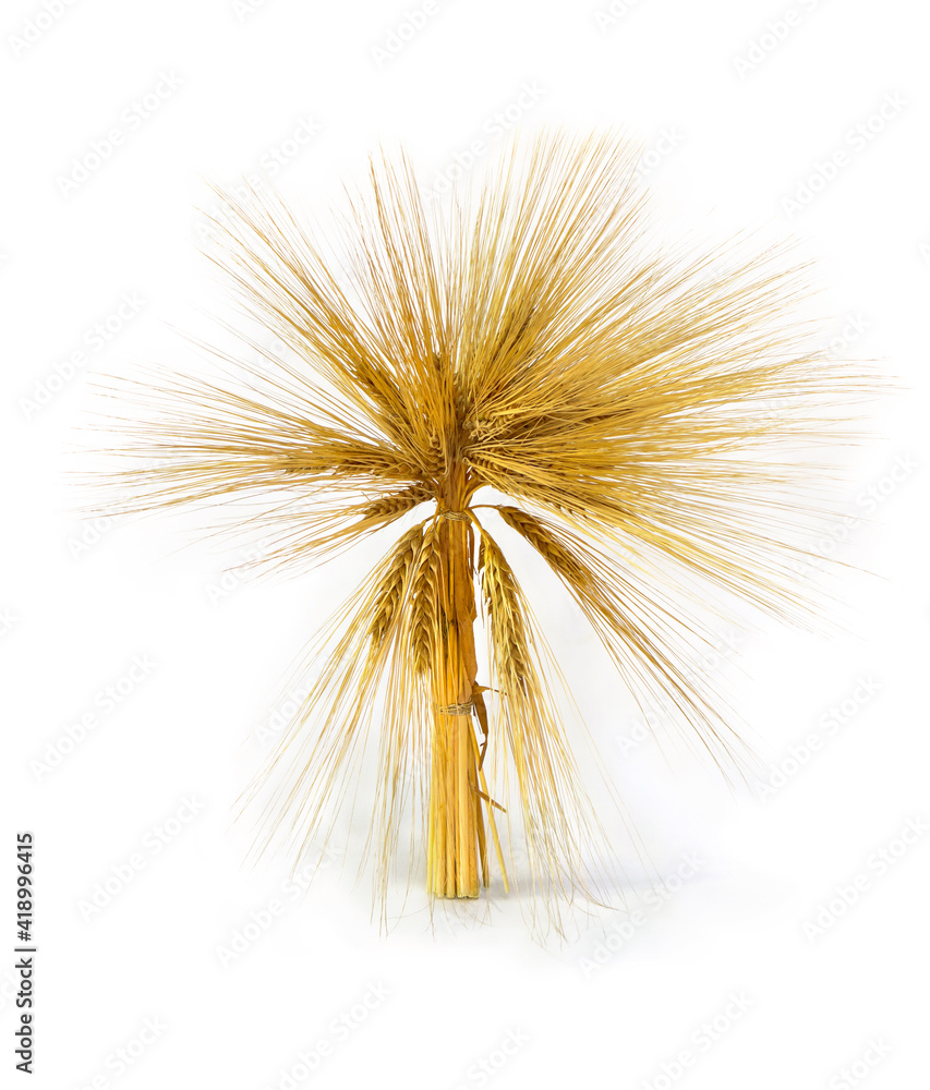 Obraz premium Sheaf of ears of barley on a white background