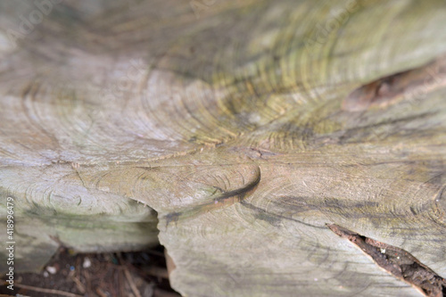 wood texture