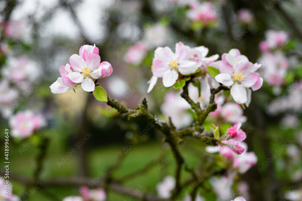 Pinkish flowers of an apple-tree on a twig. Pinkish flowers of an apple-tree on a twig.