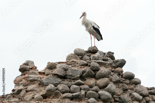A large white stork stands on a pile of rocks. A nest for storks in the ruins of an old castle. The stork is a symbol of a free and independent Belarus.