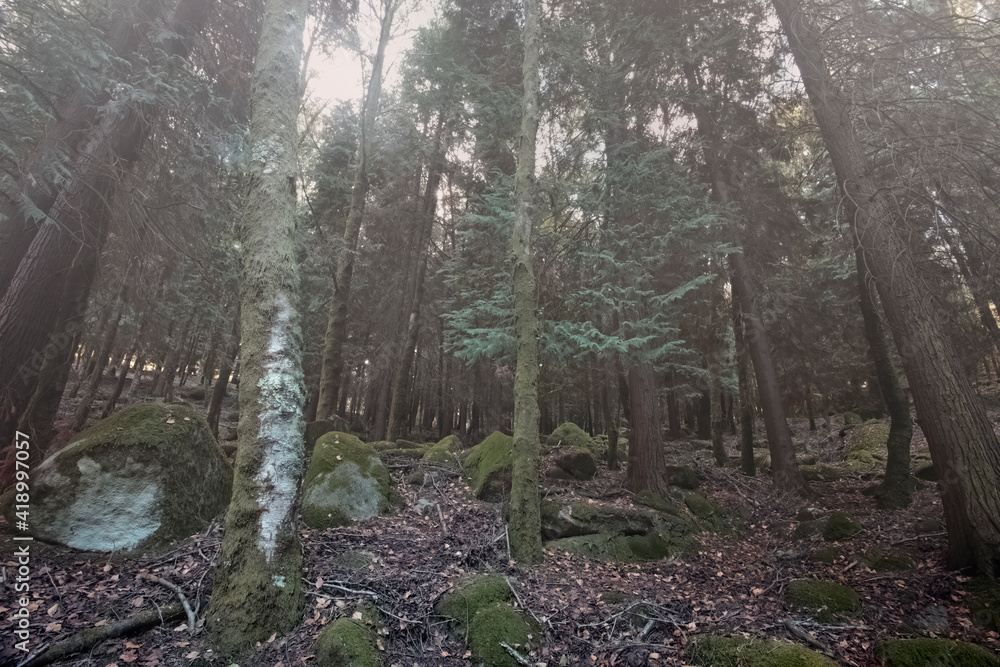 Obraz premium Green Geres woods