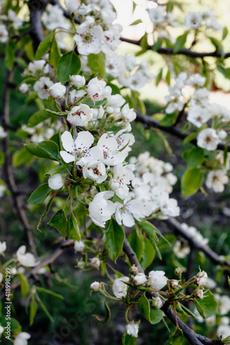 Close-up view of blooming apple tree flowers in botanical garden