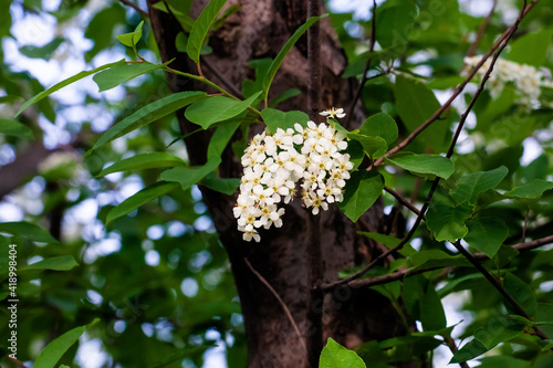 White flowers of bird-cherry trees bloom on a branch. Close-up. The concept of spring, summer, flowering, holiday.