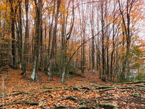 BOSQUE DE HAYAS EN EL MONTSENY