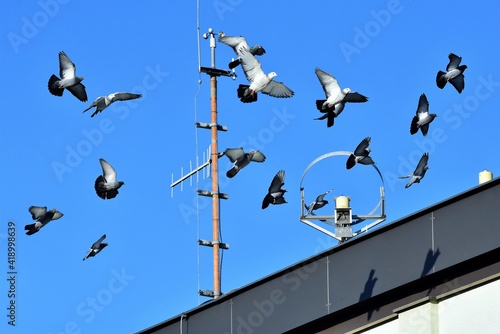 Fliegende Tauben vor blauem Himmel