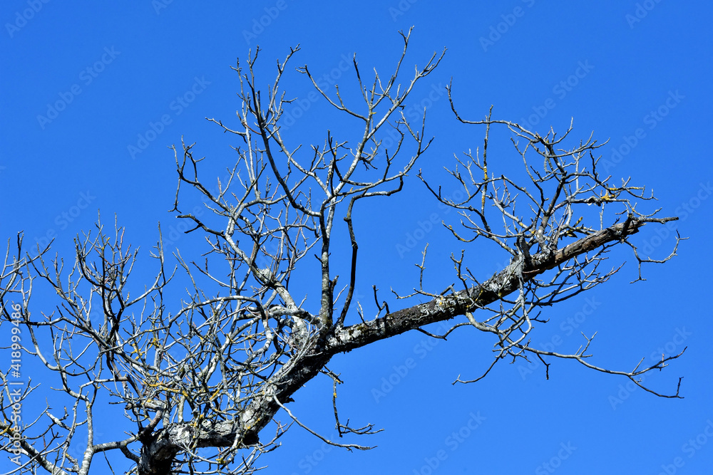 Kahle Äste und Zweige eines alten Baumes vor tiefblauem Himmel Kahle Äste und Zweige eines alten Baumes vor tiefblauem Himmel