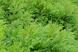 thuja green is a modern background for a gardening website. thuja branches close-up on a sunny day.
