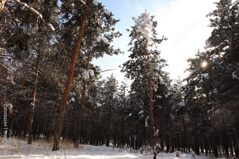 Fototapeta premium Turkey travel. Snow in the forest in the city of Erzurum, in Turkey. -50 degrees Celsius. Beautiful winter with snow covered trees, pine tree. Snow in the woods, cold weather. wildlife, wild nature