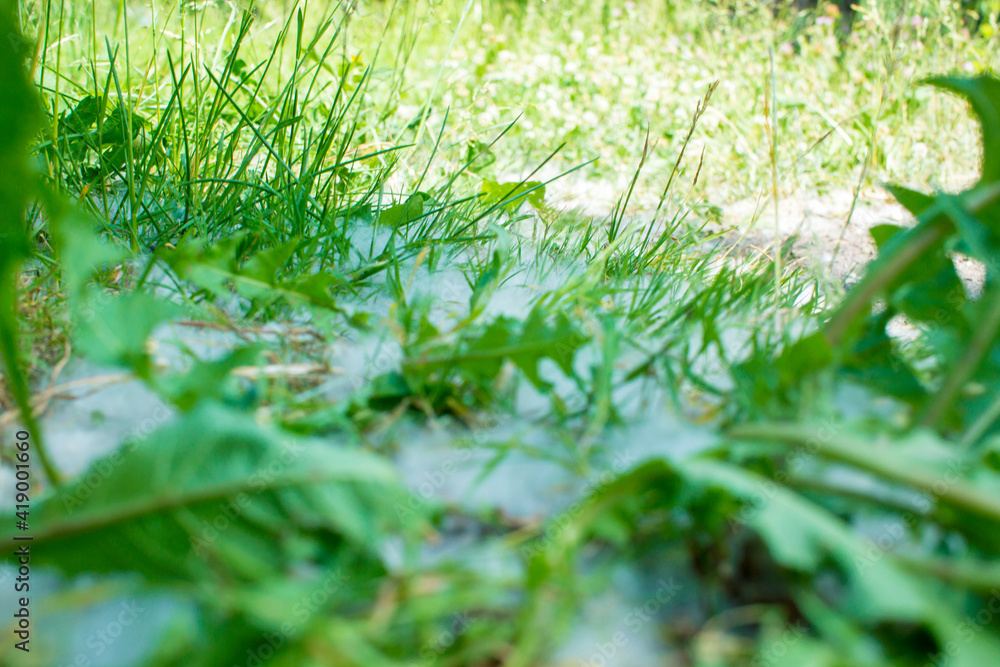 july fluff in the grass july fluff in the grass