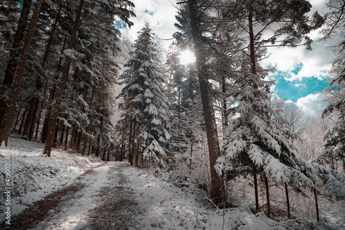 forest in winter © Bogdan