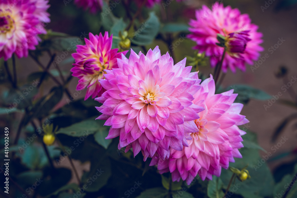 Obraz premium Dahlia flower in the garden. Pink petals close up. Macro flower with droplets. Rose colored floral background. Greeting card, poster. Bright flowers photography for design