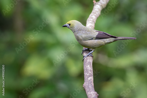 Bird perched looking carefully from a vertical tree branch