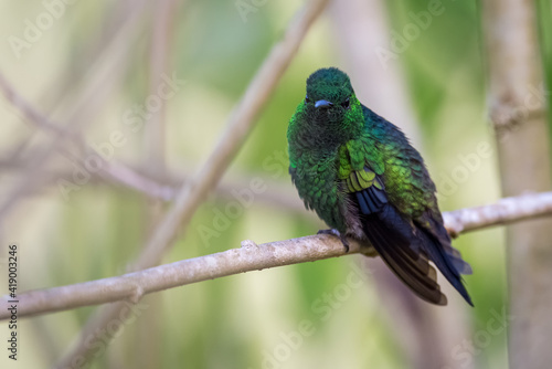 Green hummingbird looking straight ahead while perching to rest on a branch
