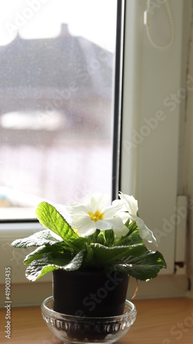 flowers on the table