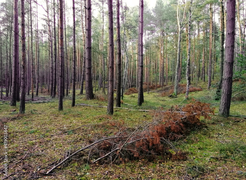 Beautiful view of a forest with a lot of tall trees in Wyspa Sobieszewska, Poland photo