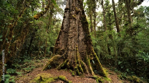 Enormous oak tree trunk covered with moss quercus costaricensis Costa Rica cloud forest photo