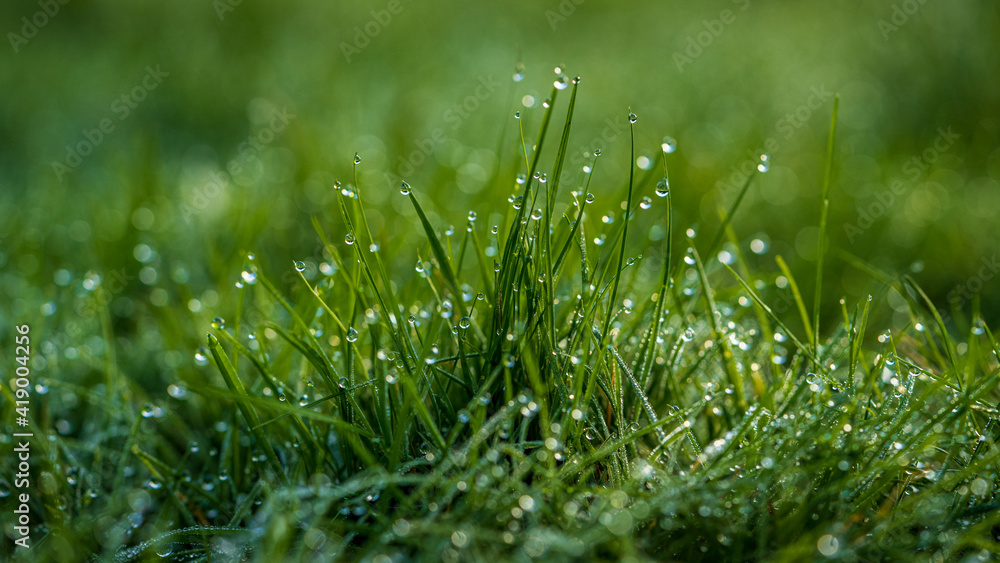 Drops of morning dew in the grass