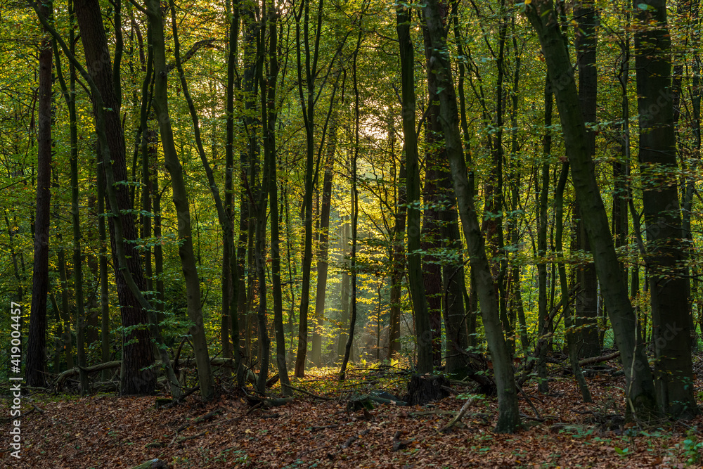 Sunshine in some parts of the forest Sunshine in some parts of the forest