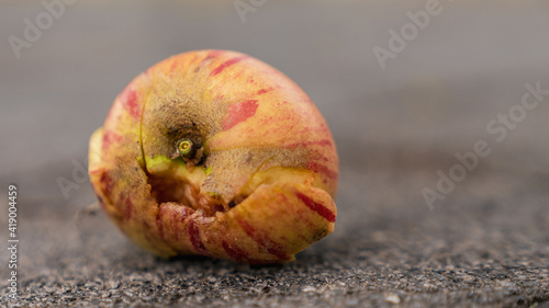 Fallen fruit: A half rotten apple on the ground