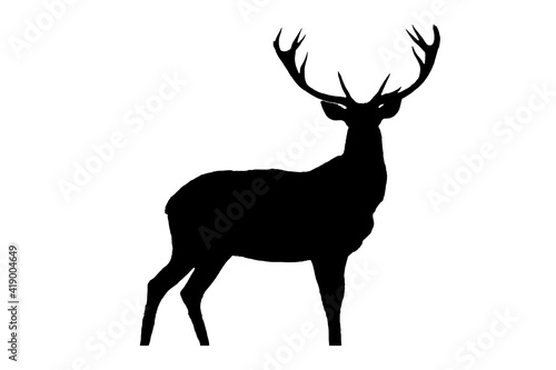 Black silhouette of deer