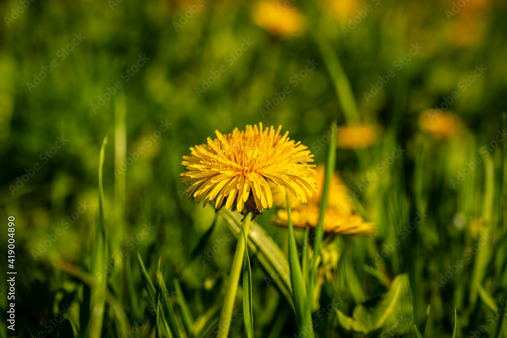 A buttercup in the grass with some sunlight A buttercup in the grass with some sunlight