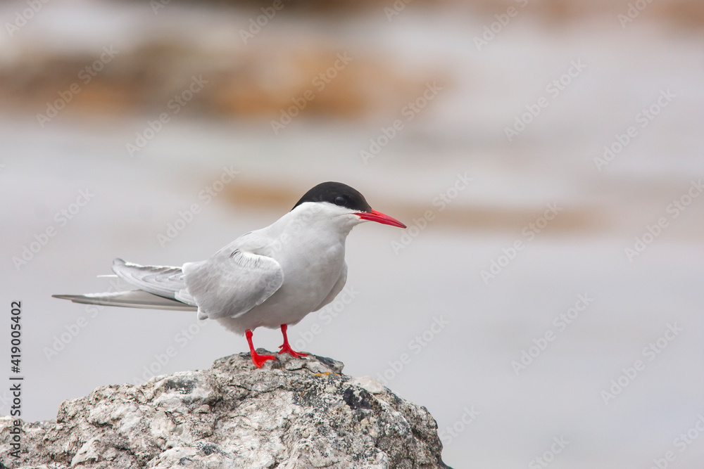 A migratory tern species, Arctic tern, Sterna paradisaea standing on the rock A migratory tern species, Arctic tern, Sterna paradisaea standing on the rock