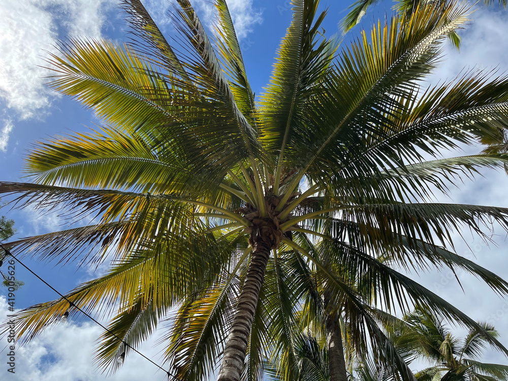 Palm Trees Palm Trees