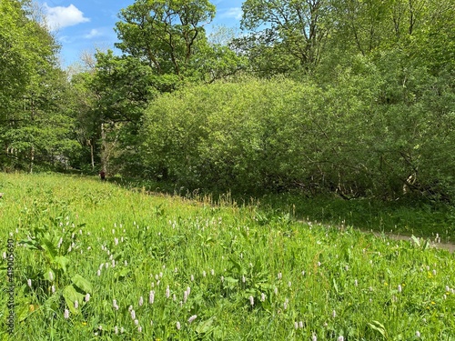 Fototapeta Naklejka Na Ścianę i Meble -  Wild plants and grasses, next to a footpath, lined with old trees, on a sunny day in, Hardcastle Crags, Hebden Bridge, UK