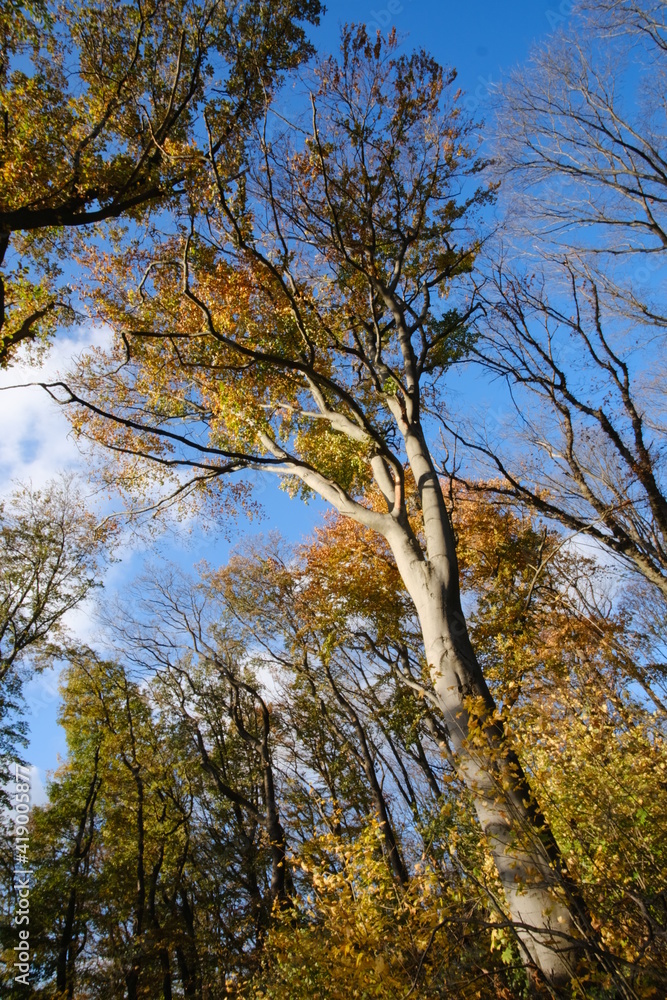 Herbstwald Herbstwald