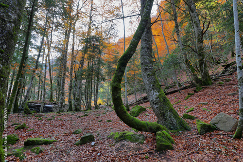 Autumn beech forest in Ordesa and Monte Perdido National Park, Spain