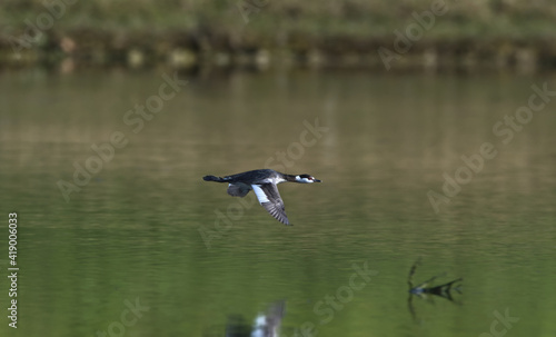 horned grebe (podiceps auritus cornutus) in non breeding colors in flight over a pond in north Florida, green tree reflection in water