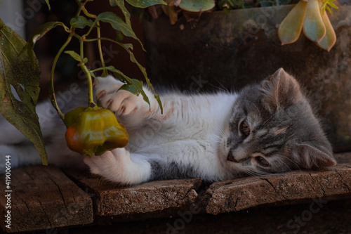 cat playing with chili