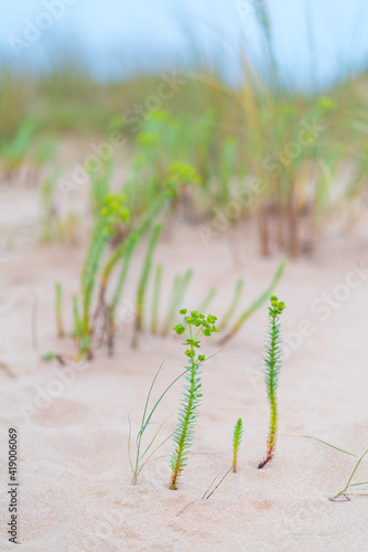 LECHETREZNA MARINA o TARTAGO MARINO - SEA SPURGE (Euphorbia paralias), Valdearenas beach, Dunas de Liencres Natural Park, Cantabrian Sea, Piélagos Muicipality, Cantabria, Spain, Europe photo