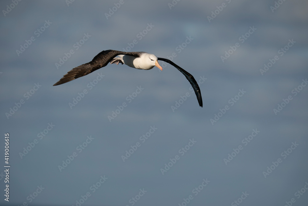 The black-browed albatross (Thalassarche melanophris) The black-browed albatross (Thalassarche melanophris)