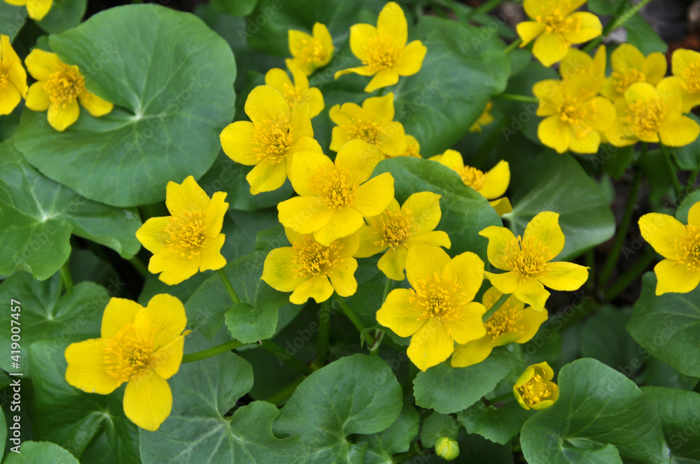 Caltha palustris grows in the moist alder forest Caltha palustris grows in the moist alder forest