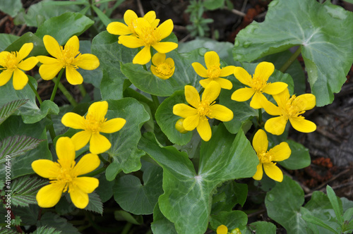 Caltha palustris grows in the moist alder forest