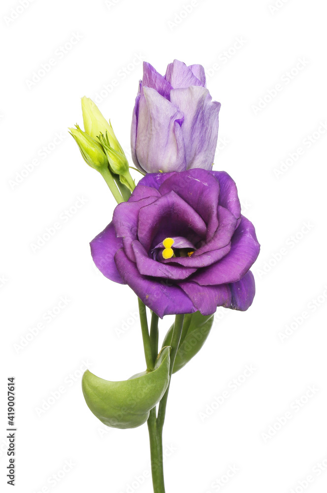 Lisianthus flowers and buds