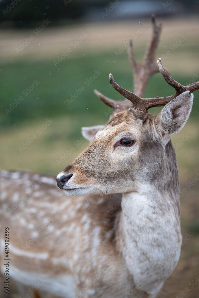 deer in the woods deer in the woods