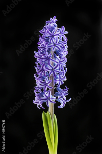 Hyacinth against black