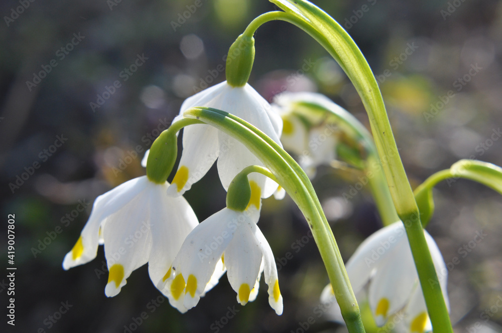 In spring, Leucojum vernum blooms in nature In spring, Leucojum vernum blooms in nature