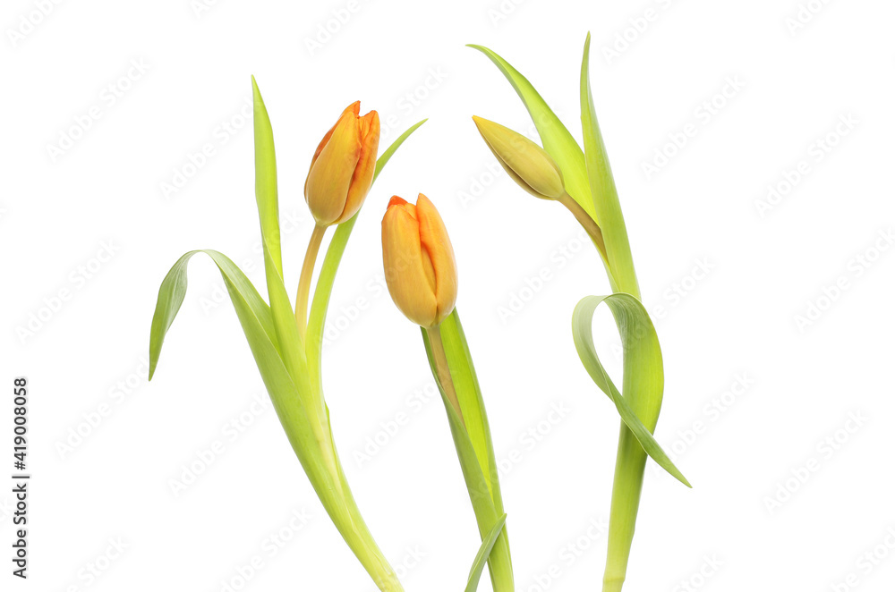 Obraz premium Three sculptural tulips