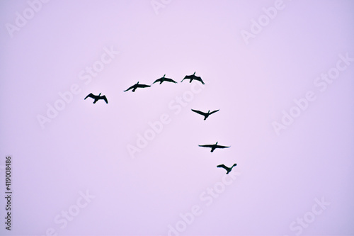 Photography Flock of birds against the purple sky