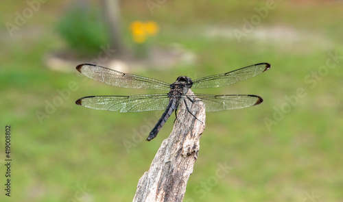 dragonfly on a branch with green background