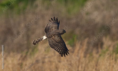 female adult northern harrier (Circus hudsonius) in flight over brown grass in meadow, back feather detail showing white tail band, head slightly turned