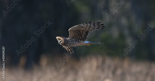 female northern harrier ( Circus hudsonius) in flight over field, evening yellow light, sun in eyes, bokeh background, owl like facial disc