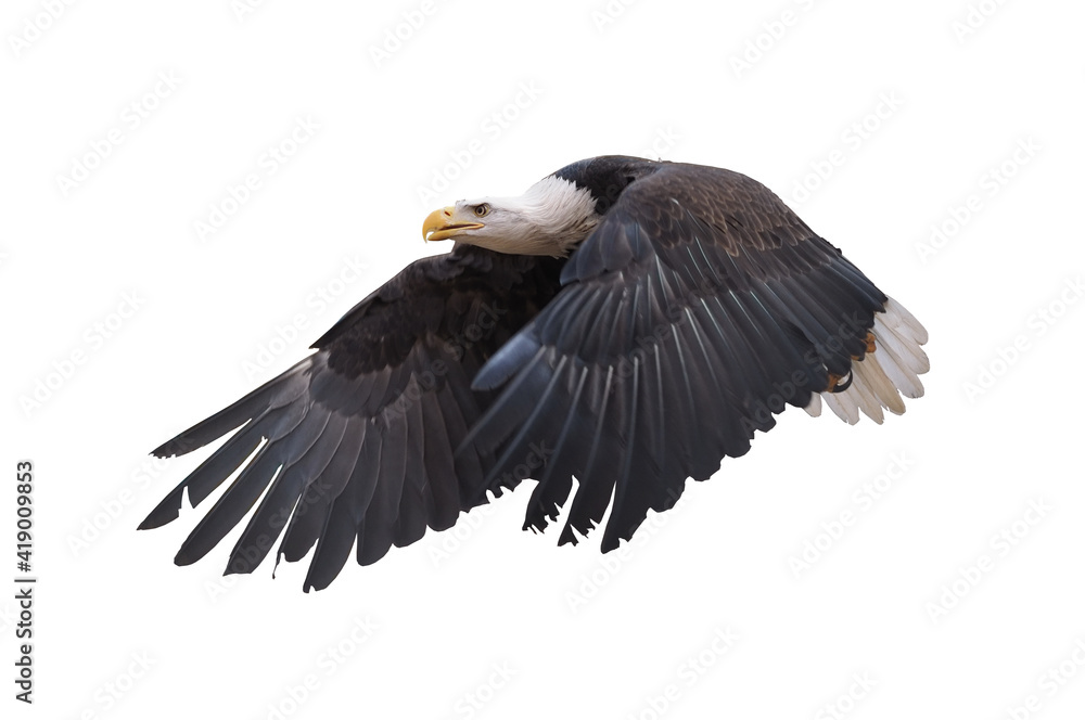 Fototapeta premium Eagle flying isolated at white