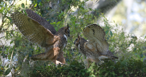 mating pair of adult great horned owls (Bubo virginianus) racing each other, flapping wings, in oak tree with resurrection fern (Pleopeltis polypodioides)