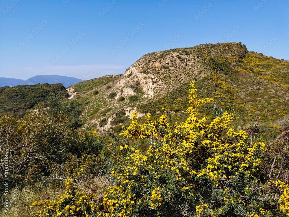 Mountain landscape with blooming) yellow  bush (calicotome villosa).  Blooming mountains slopes. 