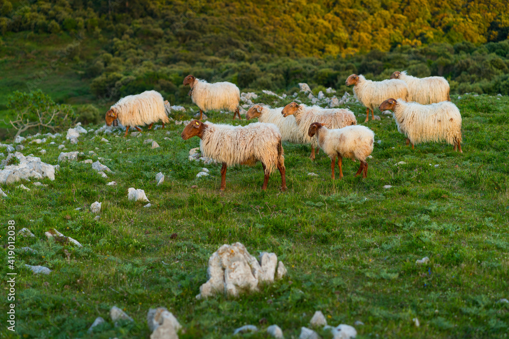 Fototapeta premium Sheep, Liendo Valley, Montaña Oriental Costera, Cantabrian Sea, Cantabria, Spain, Europe